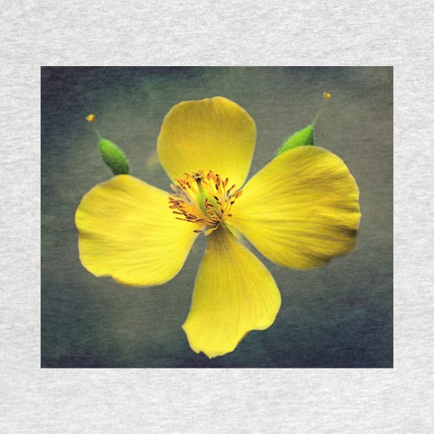 Wood Poppy In Yellow by JimDeFazioPhotography